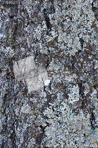 Image of one tree stamm
