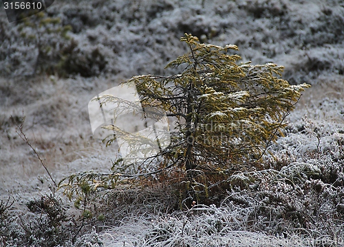 Image of Norwegian spruce