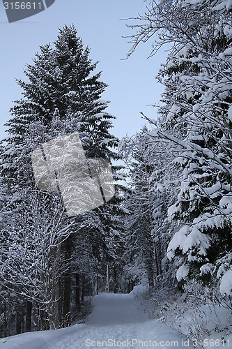 Image of Winter forrest