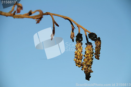 Image of Alder catkins