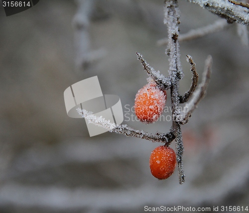 Image of Frozen buckthorn berries