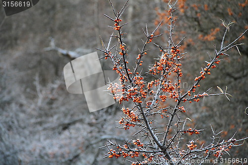 Image of Frozen buckthorn 