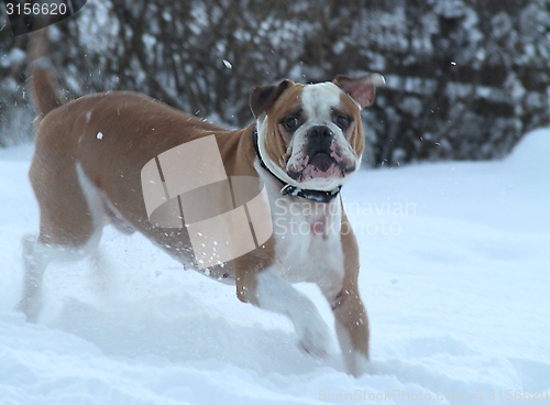 Image of Olde English Bulldogge