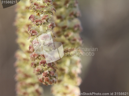 Image of Alder catkins