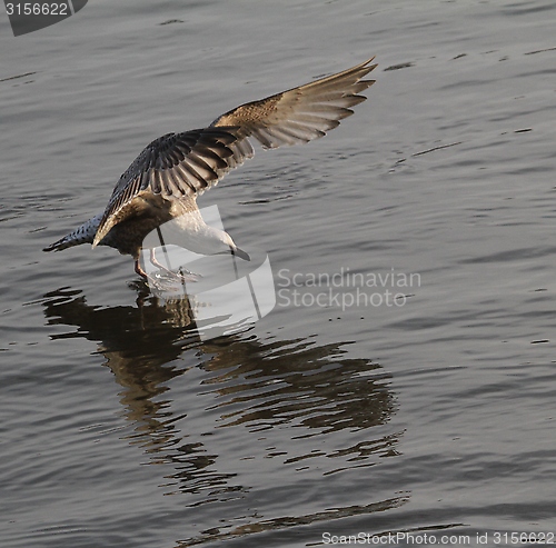 Image of Gull landing