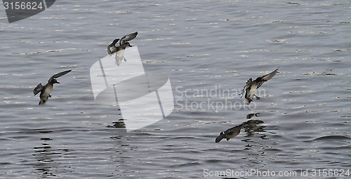 Image of Ducks landing on the Thames