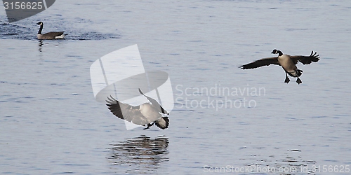 Image of Geese landing on the Thames