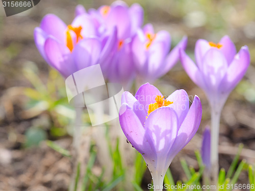 Image of Crocus spring blooming violet flowers on Alpine meadow