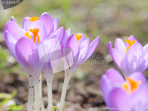 Image of Fresh lilac spring blossoming crocus flowers in Alpine glade