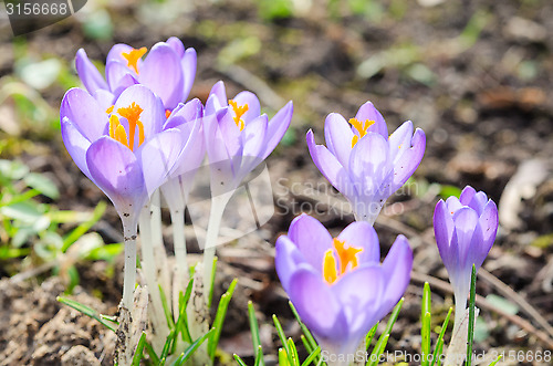 Image of Vivid spring blooming crocuses or saffron sunlit flowers