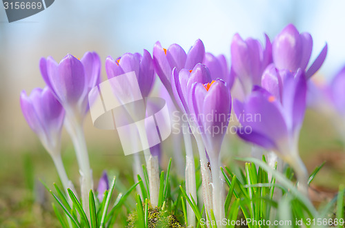 Image of Beautiful spring crocus flowers on sunlit Alpine glade