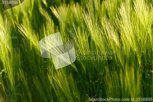 Image of Closeup photo of some fresh wheat