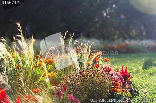 Image of Small red flowers at spring