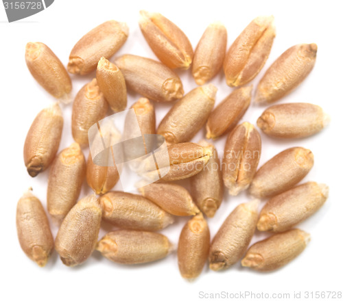 Image of wheat grain