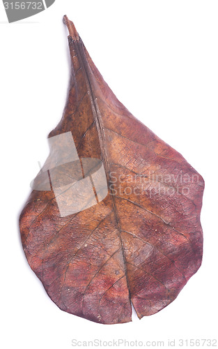 Image of dry leaf