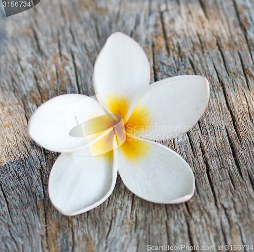 Image of white plumeria