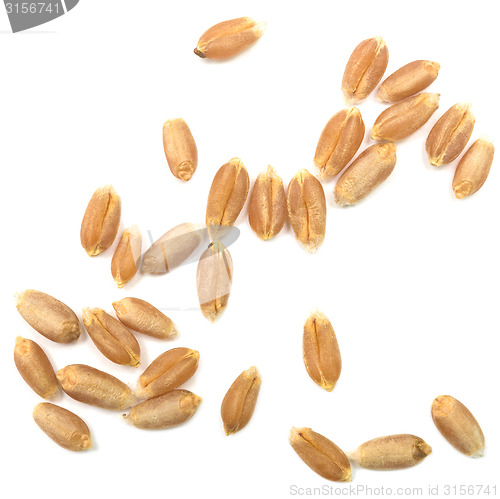 Image of wheat grain
