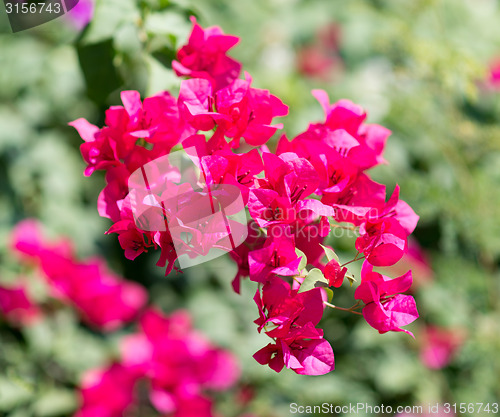 Image of red flowers 