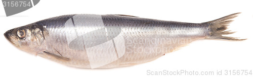 Image of salted herring