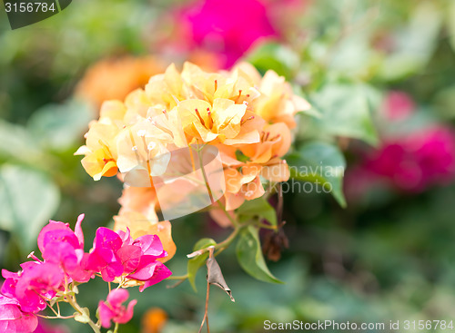 Image of tropical flowers