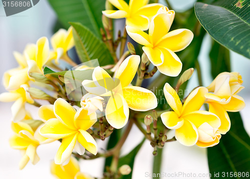 Image of plumeria