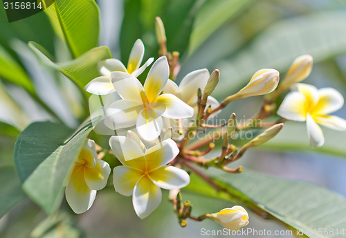 Image of plumeria flowers