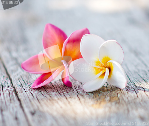 Image of plumeria flowers