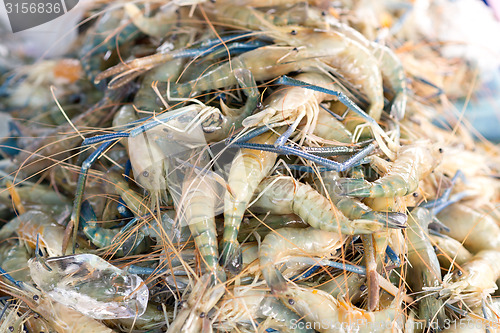 Image of fresh shrimps