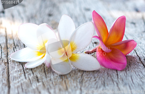 Image of tropical flowers