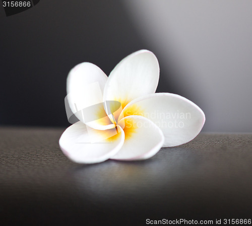 Image of white plumeria