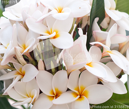 Image of plumeria