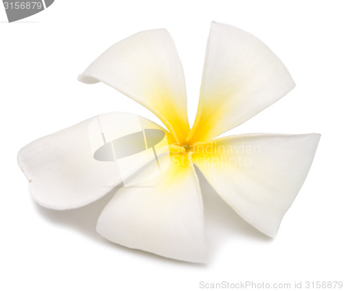 Image of plumeria