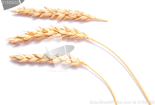 Image of wheat ears 