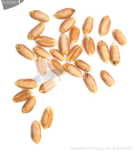 Image of wheat grain