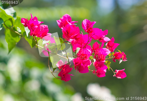 Image of red flowers