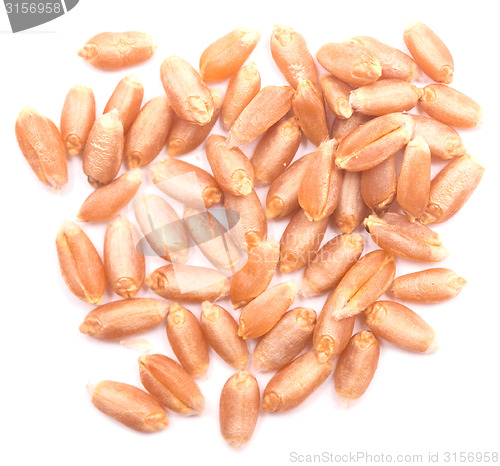 Image of wheat grain