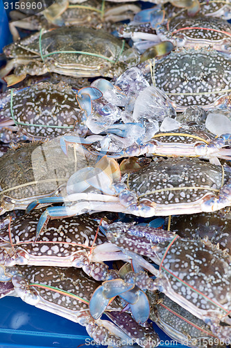 Image of fresh crabs