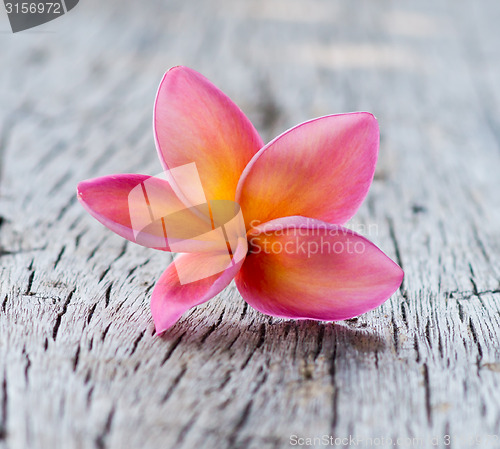 Image of frangipani flowers