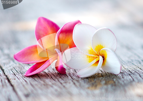 Image of plumeria flowers