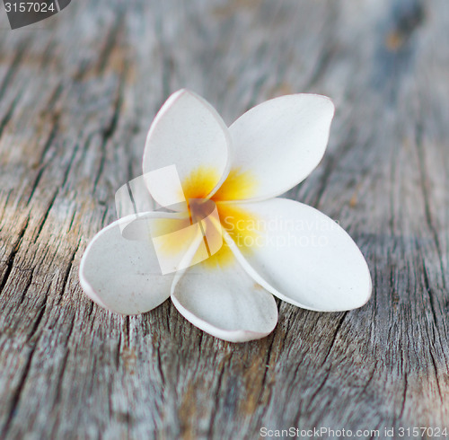 Image of plumeria