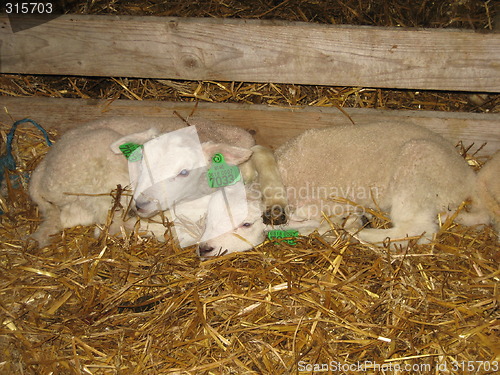 Image of lamb