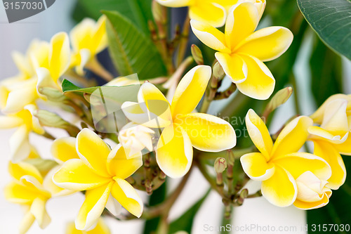 Image of frangipani