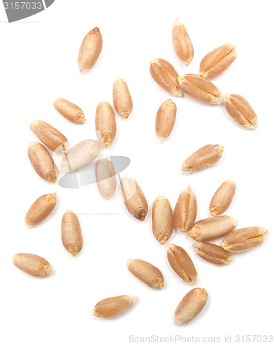 Image of wheat grain