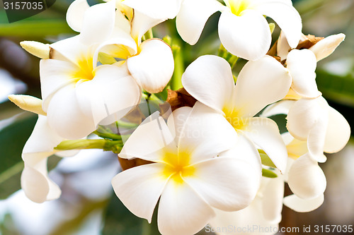 Image of frangipani