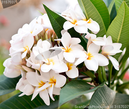 Image of frangipani