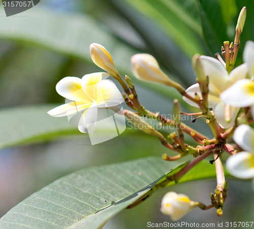 Image of plumeria flowers