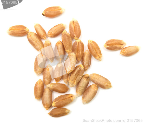 Image of wheat grain