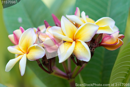 Image of frangipani flowers