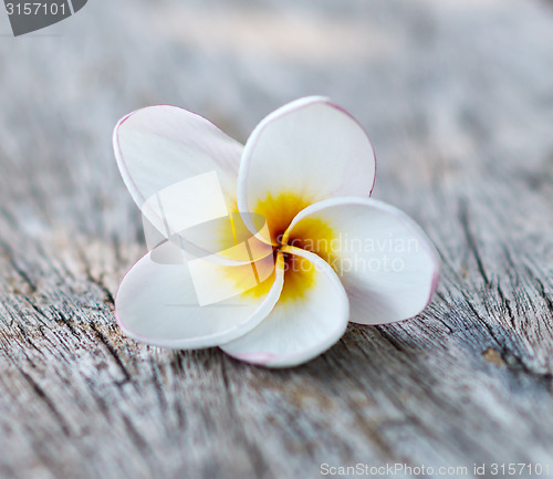 Image of frangipani