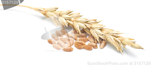 Image of wheat ears and grain